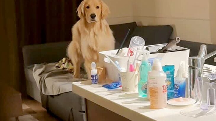ソファでくつろぐ大型犬を撮影→一瞬だけ隠れてみたら、次の瞬間…思わず驚いてしまう『猫のような行動』が24万再生「声出たｗ」「瞬間移動！」(ブログ)