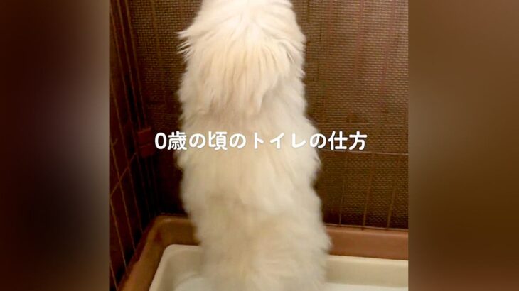 『誰が教えたのｗｗ』犬のトイレの様子を赤ちゃんの時から記録→1歳になったら…まさかの光景に爆笑「フラダンス？」「うちも同じｗ」の声(ブログ)