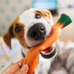 犬がおもちゃを飼い主の元にもってくる心理5選　くわえて駆け寄ってくる理由や注意点まで(ブログ)