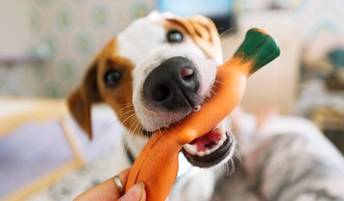 犬がおもちゃを飼い主の元にもってくる心理5選　くわえて駆け寄ってくる理由や注意点まで(ブログ)