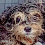 犬の多頭飼育崩壊でレスキュー→1匹が赤ちゃんを産んで…まさかの『家族としてお迎えする軌跡』に「胸が締め付けられる」「幸せに」の声(ブログ)