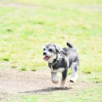 『責任感が不足している』犬の飼い主がするNG行動4つ　愛犬と幸せに暮らすために改善すべきこととは(ブログ)