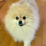 出かける前、犬に『だる絡み』してみた結果…思った以上に『辛辣な態度』と『悲しすぎる結末』が325万再生「笑い止まらんｗｗ」と爆笑の声(ブログ)