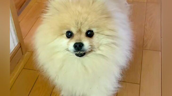 出かける前、犬に『だる絡み』してみた結果…思った以上に『辛辣な態度』と『悲しすぎる結末』が325万再生「笑い止まらんｗｗ」と爆笑の声(ブログ)