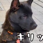 生後５ヶ月の日本犬→『かっこよく育つ』かと思っていたら…聞いてたのと違う『まさかの成長』に「ずっとかわいい」「我が家も同じｗ」と反響(ブログ)