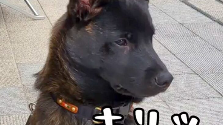 生後５ヶ月の日本犬→『かっこよく育つ』かと思っていたら…聞いてたのと違う『まさかの成長』に「ずっとかわいい」「我が家も同じｗ」と反響(ブログ)