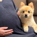 今月出産予定の妊婦さん→ママのお腹に『赤ちゃんがいる』と気付いた犬が…涙溢れる『まさかの行動』が27万再生「泣けた…」「神秘的で感動」(ブログ)