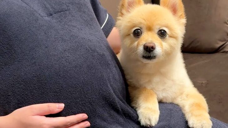 今月出産予定の妊婦さん→ママのお腹に『赤ちゃんがいる』と気付いた犬が…涙溢れる『まさかの行動』が27万再生「泣けた…」「神秘的で感動」(ブログ)