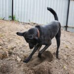犬が『ウンチ』を隠そうとする心理4つ　考えられる理由からやめてもらう方法まで解説(ブログ)