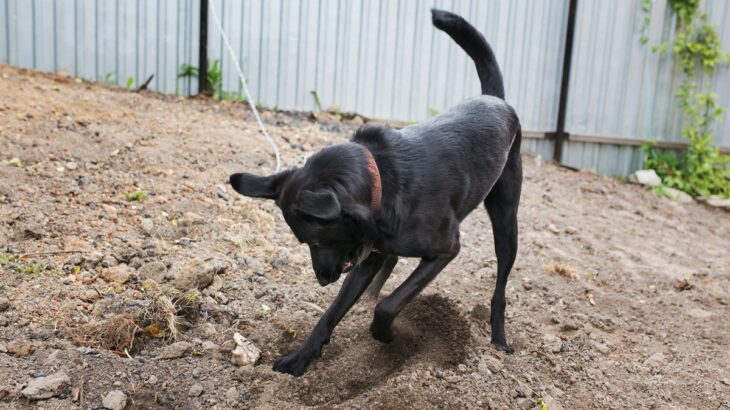 犬が『ウンチ』を隠そうとする心理4つ　考えられる理由からやめてもらう方法まで解説(ブログ)
