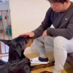『男性』や『人の手』に恐怖を感じて咬んでしまう大型犬→壊れた心を再生するために…『現在の姿』に涙「表情が安心してる」と4万再生の反響(ブログ)