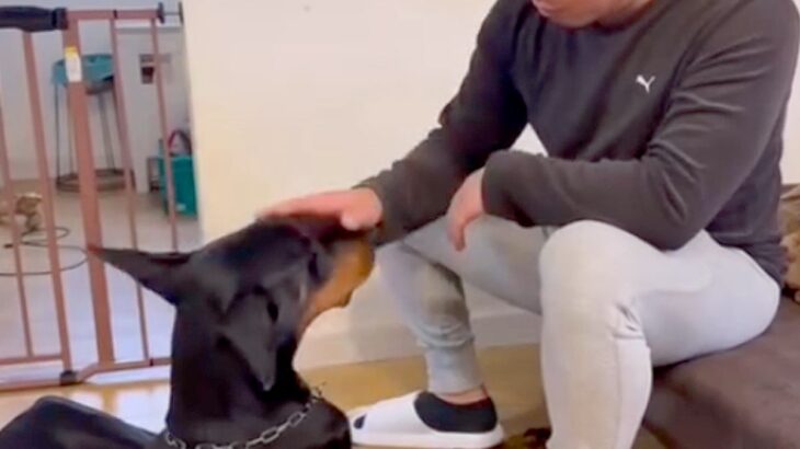 『男性』や『人の手』に恐怖を感じて咬んでしまう大型犬→壊れた心を再生するために…『現在の姿』に涙「表情が安心してる」と4万再生の反響(ブログ)