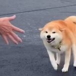 普段は素っ気ない犬が『大好きなおばあちゃん』を目の前にした、次の瞬間…胸が熱くなる『涙の再会』が31万再生「️大興奮で可愛い」「キュン」(ブログ)
