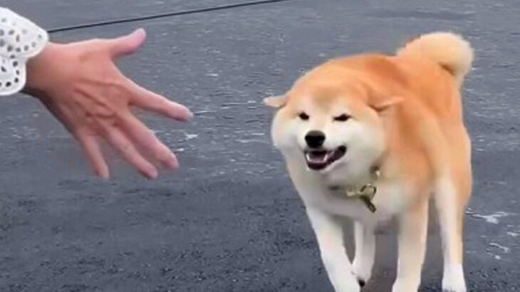 普段は素っ気ない犬が『大好きなおばあちゃん』を目の前にした、次の瞬間…胸が熱くなる『涙の再会』が31万再生「️大興奮で可愛い」「キュン」(ブログ)