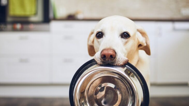 犬が『何度も要求する』時にしてはいけないNG行為３つ　愛犬との関係性に亀裂が生じる可能性も…(ブログ)