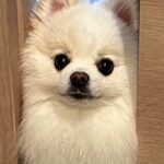 ドアの前で”通れません”と訴える犬→『いいかい、君の体はね…』まさかの光景に９万いいね集まる「めちゃ可愛い」「ほぼ綿毛なのにｗ」と絶賛(ブログ)