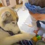 お世話好きな１歳の女の子が『ハスキー犬とおままごとをした』結果…『いただきます！』優しく付き合ってあげる”平和すぎる世界”が話題に(ブログ)
