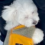 慣れないドッグランに来た犬→想像以上にビビり倒してしまい…思わず応援したくなる『必死すぎる行動』が76万再生「しがみつくの可愛いｗ」(ブログ)