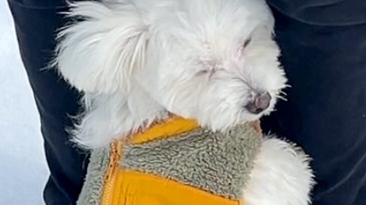 慣れないドッグランに来た犬→想像以上にビビり倒してしまい…思わず応援したくなる『必死すぎる行動』が76万再生「しがみつくの可愛いｗ」(ブログ)