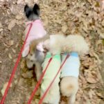 『生まれつき目が見えない犬』が、細い道でも絶対に落ちない理由…涙溢れる『まさかの光景』が21万再生「兄弟愛に感動」「見習いたい」と絶賛(ブログ)