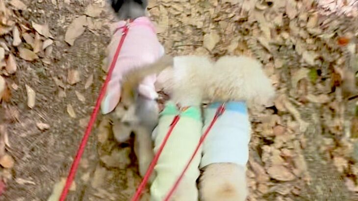 『生まれつき目が見えない犬』が、細い道でも絶対に落ちない理由…涙溢れる『まさかの光景』が21万再生「兄弟愛に感動」「見習いたい」と絶賛(ブログ)