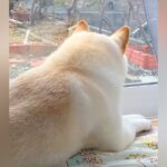 実家を出た兄を探し回る犬→寂しそうな様子を伝えると…サプライズ帰省で見せた『再会の光景』に涙が止まらないと54万再生「泣けた」「感動」の声(ブログ)
