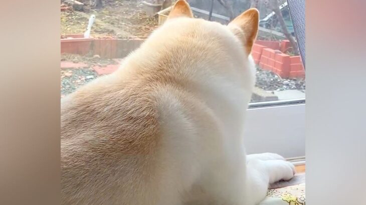 実家を出た兄を探し回る犬→寂しそうな様子を伝えると…サプライズ帰省で見せた『再会の光景』に涙が止まらないと54万再生「泣けた」「感動」の声(ブログ)