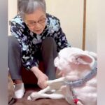 おばあちゃんにばかり甘える犬→おじいちゃんが拗ねてしまい…『尊すぎる結末』が82万再生「じいちゃんも可愛い」「幸せそうでニヤけた」と絶賛(ブログ)