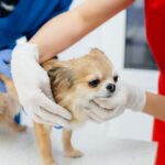 チワワはなぜ震える？寒い・怖いだけじゃない、注意すべき震えの原因(ブログ)