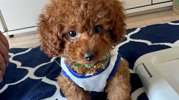 『どんなに大きくなっても3.5キロ』と言われた犬を飼った結果…まさかの『約2倍のデカさに育った光景』に「愛情の分」「可愛すぎる」の声(ブログ)