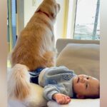 ソファで転がる小さな男の子→大型犬がうっかり『足の上におすわり』してしまった結果…想像と違った『尊い反応』に「癒やされるコンビ」の声(ブログ)