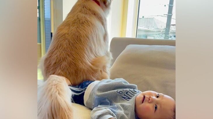 ソファで転がる小さな男の子→大型犬がうっかり『足の上におすわり』してしまった結果…想像と違った『尊い反応』に「癒やされるコンビ」の声(ブログ)