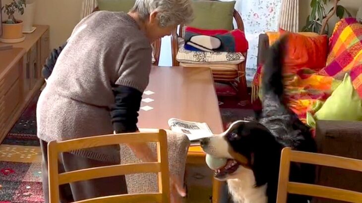 『おばあちゃんと超大型犬』が一緒に暮らしたら…まさに『最高の相棒』と言える尊い光景に「おばあちゃんの訛りも可愛い」「最高やん」の声(ブログ)