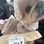犬とスタバへ→商品を受け取ったら…愛が伝わる『まさかのサプライズ』に1万2000いいね「素敵」「お姉さんにも人気者なんだ」と絶賛(ブログ)