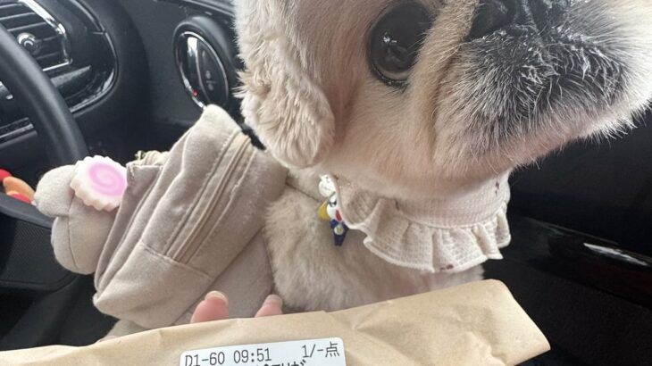 犬とスタバへ→商品を受け取ったら…愛が伝わる『まさかのサプライズ』に1万2000いいね「素敵」「お姉さんにも人気者なんだ」と絶賛(ブログ)