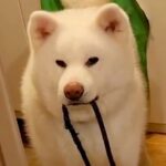 『ばあばにトマトを届けに行こう』と話していたら、秋田犬が…どうしても行きたくて見せた『まさかの行動』が62万再生「連れてってｗ」と爆笑(ブログ)