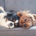 犬の『多頭飼い』に適していない人の特徴3つ　愛犬を不幸にさせてしまうかも…慎重に検討すべき理由とは(ブログ)
