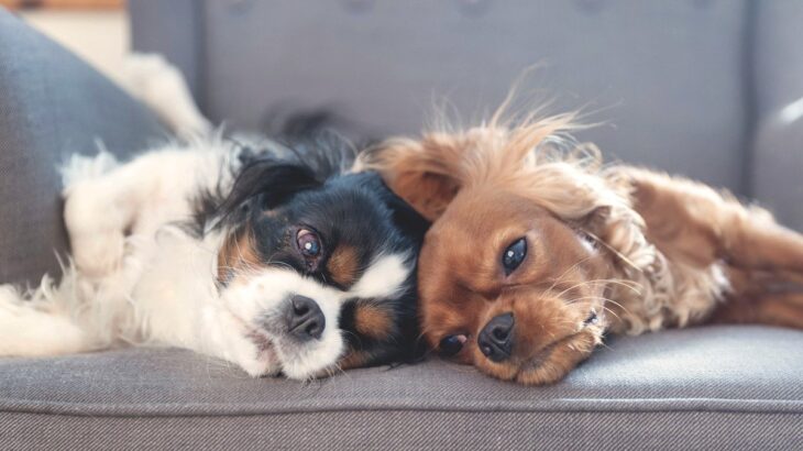犬の『多頭飼い』に適していない人の特徴3つ　愛犬を不幸にさせてしまうかも…慎重に検討すべき理由とは(ブログ)