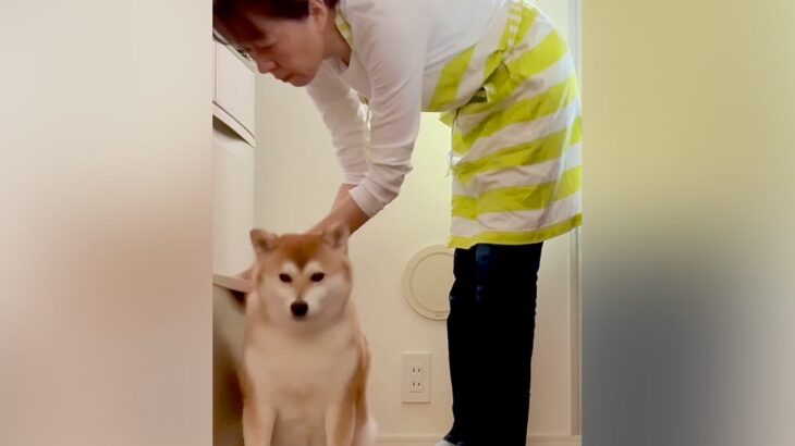 絶対に冷蔵庫の前から動かない犬→必死の交渉を重ねた結果…『まさかの結末』が微笑ましいと15万再生「原状回復してて草」「可愛すぎｗｗ」の声(ブログ)