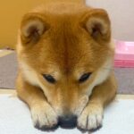 お散歩から帰った犬→突然悲しい表情を浮かべて…拗ねてしまった『まさかの理由』が愛おしすぎると375万再生「天使」「拗ね方かわいすぎ」(ブログ)