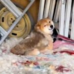 5年前に飼育放棄された犬→ギリギリのところで保護した結果…涙溢れる『現在の光景』が25万再生「絶対幸せになって」「人が好きなんだ」と感動(ブログ)