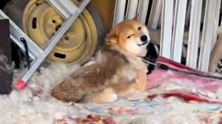 5年前に飼育放棄された犬→ギリギリのところで保護した結果…涙溢れる『現在の光景』が25万再生「絶対幸せになって」「人が好きなんだ」と感動(ブログ)