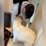 出張で１週間も帰ってこなかったパパ→大型犬が再会を果たした瞬間…一味違った『熱烈なお出迎え』が12万再生「嬉しさ爆発」「疲れ吹っ飛ぶ」(ブログ)