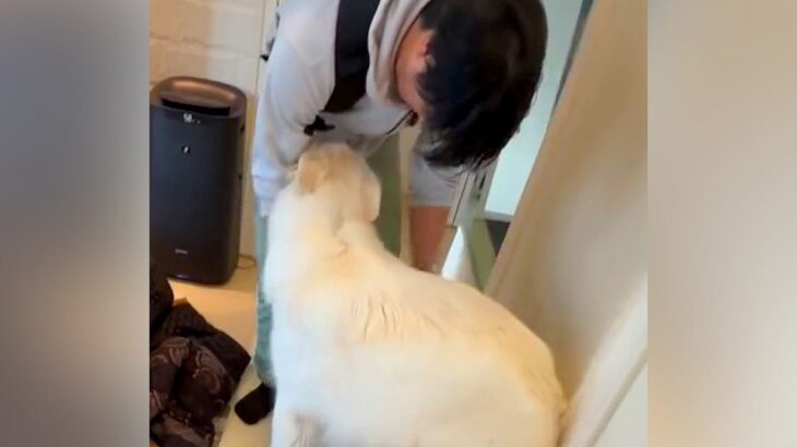 出張で１週間も帰ってこなかったパパ→大型犬が再会を果たした瞬間…一味違った『熱烈なお出迎え』が12万再生「嬉しさ爆発」「疲れ吹っ飛ぶ」(ブログ)