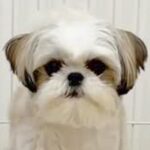 『お風呂中はハウスで待ってて』と犬に教えた結果→まさかの『察しが良すぎる行動』が115万再生「すごい賢い」「音楽で理解してる」と称賛(ブログ)