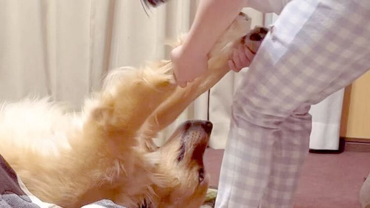 夜、大型犬を散歩に連れて行こうとしたら…まさかの『子どものようにダダをこねる光景』に「酔っ払いみたいｗ」「甘えん坊プリプリ」と爆笑(ブログ)