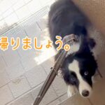 『無理です。帰りましょう。』注射のために動物病院に来た犬…待合室でみせた『切なすぎる光景』が29万再生「賢いが故に…」「気持ち分かる」(ブログ)