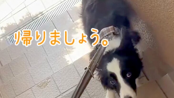 『無理です。帰りましょう。』注射のために動物病院に来た犬…待合室でみせた『切なすぎる光景』が29万再生「賢いが故に…」「気持ち分かる」(ブログ)