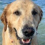 『海で泳ぐ犬』と『お風呂に入る犬』を比較→同じ水なのに…まさかの『別犬のようになる光景』に6万いいね「これじゃない感がｗ」「違すぎて草」(ブログ)
