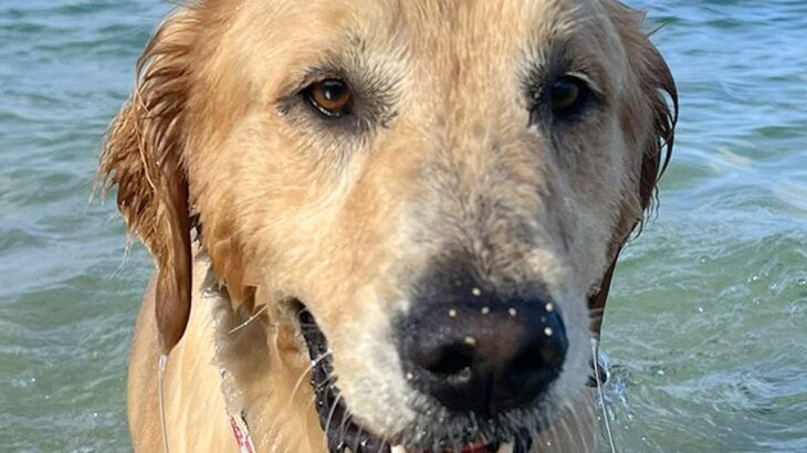 『海で泳ぐ犬』と『お風呂に入る犬』を比較→同じ水なのに…まさかの『別犬のようになる光景』に6万いいね「これじゃない感がｗ」「違すぎて草」(ブログ)